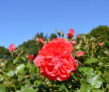 Bloom rose bloom rose blooms