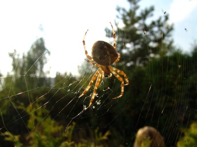 Spider's web nature macro photo