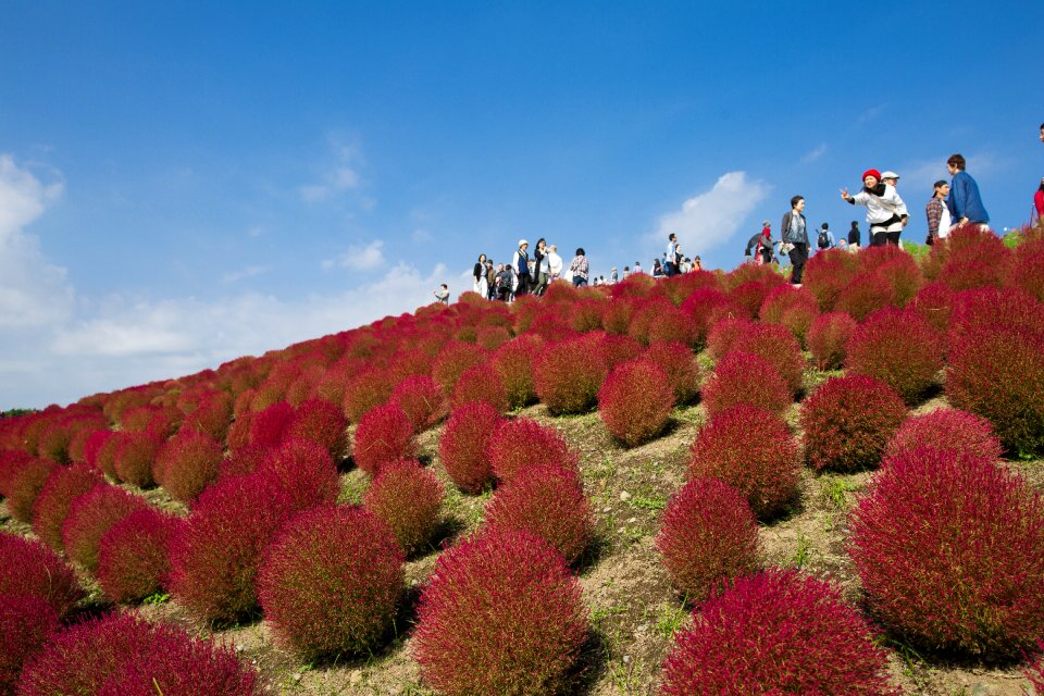 Broom grass grass kochia