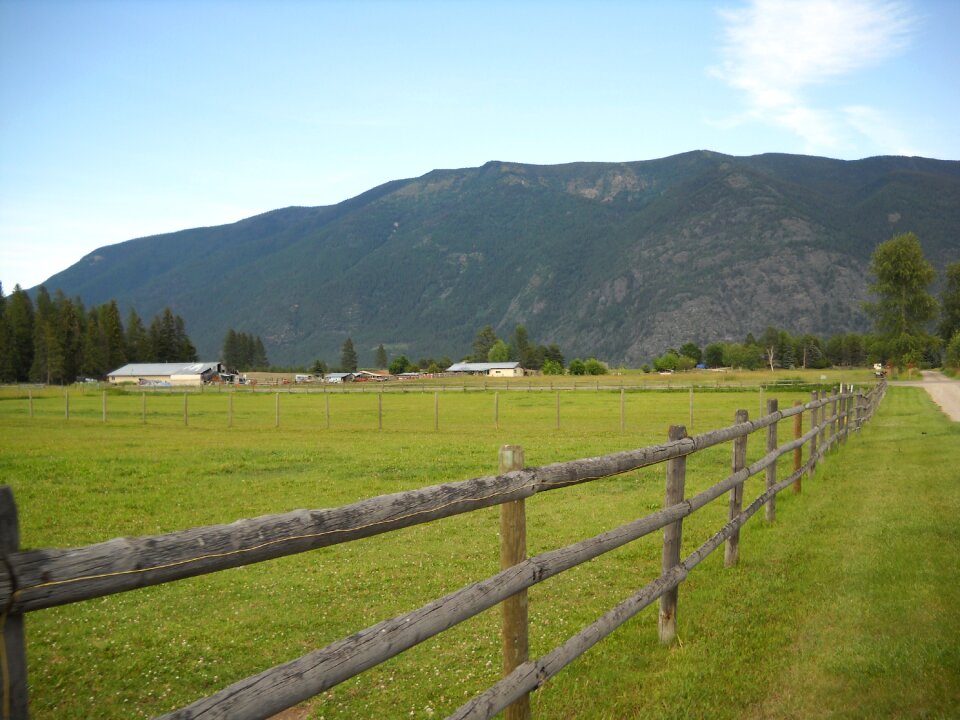 Grass nature meadow photo