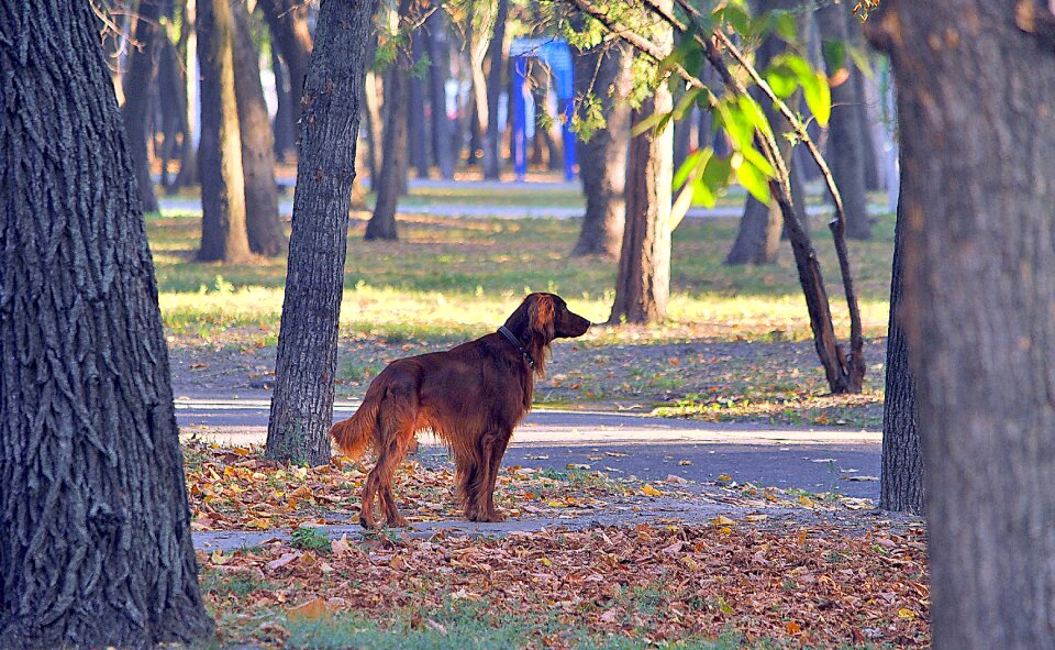 Man's best friend animal foliage