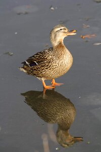 Feathers reflection