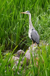 Nature water bird plumage photo