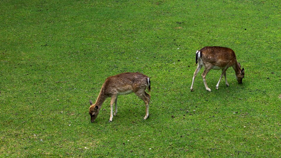 Animal nature red deer photo