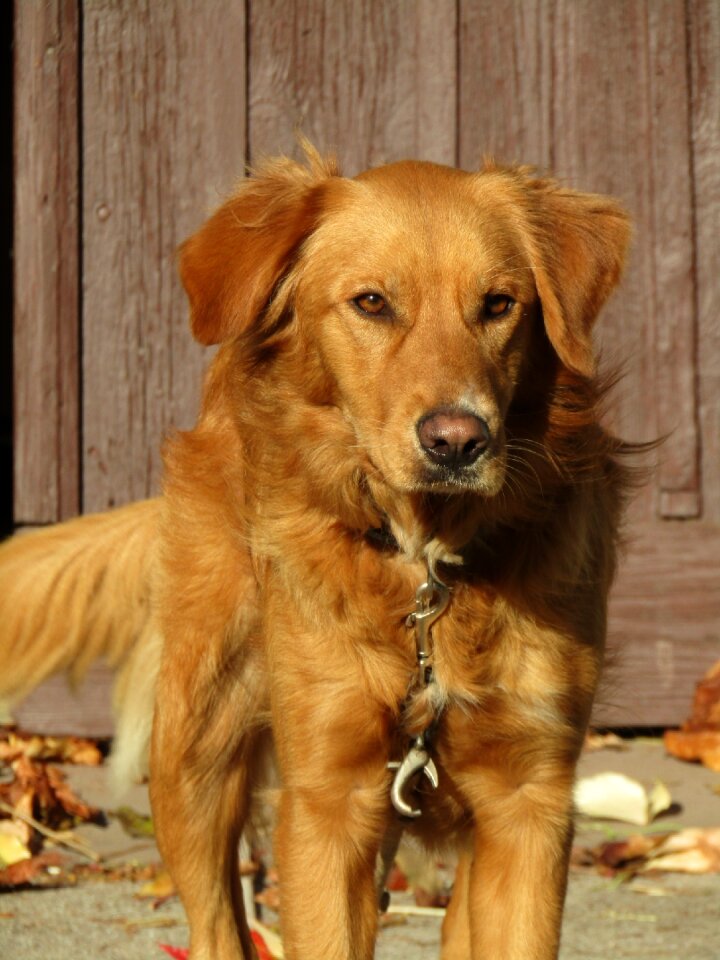 Golden hunting dog brown