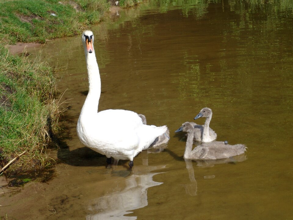 Water nature birds