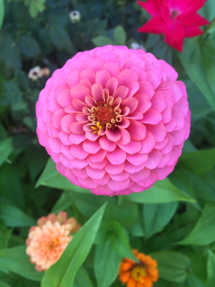Nature floral plant