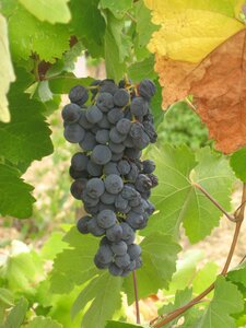 Read winegrowing red wine photo