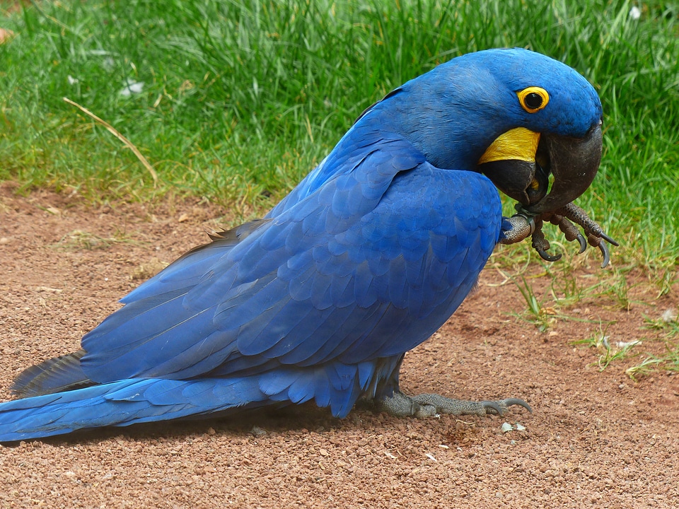 Parrot bird blue photo