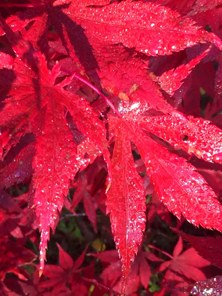 Fall color maple photo