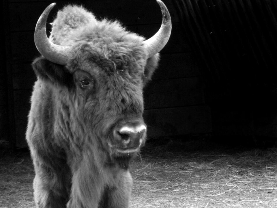 Horns animal párnokopytník