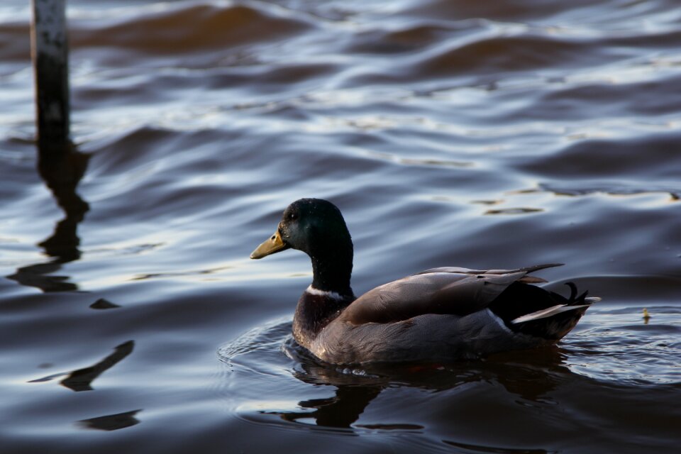Bird wildlife animal