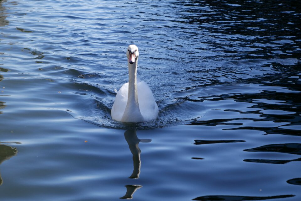 Nature bird wildlife
