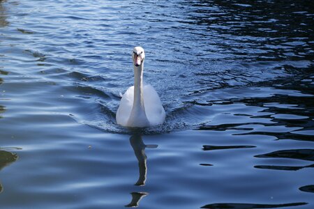 Nature bird wildlife