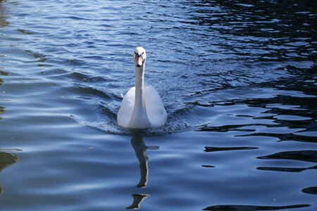 Nature bird wildlife photo