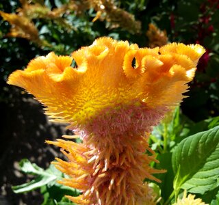 Cockscomb weird flower alien