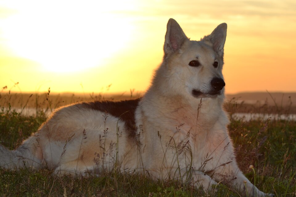 Sled dog hybrid evening light close up