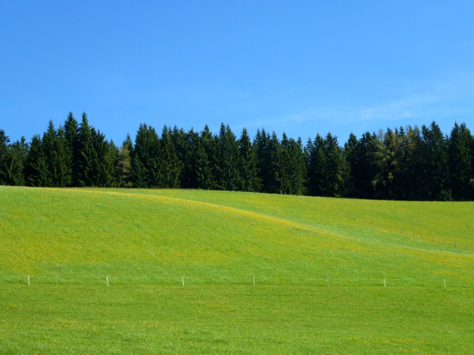 Grasses plant grass