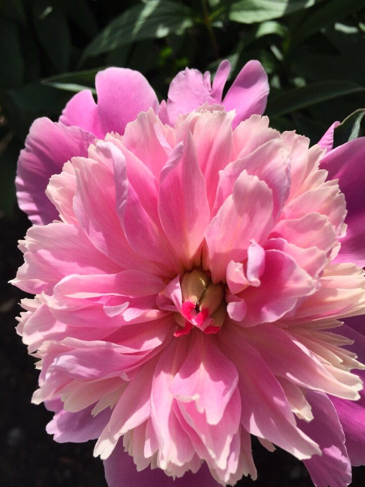 Pale pink color pink garden