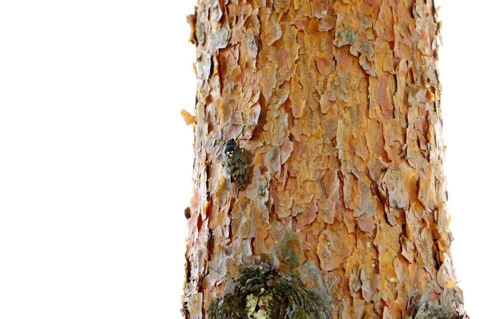 Summer nature arboretum