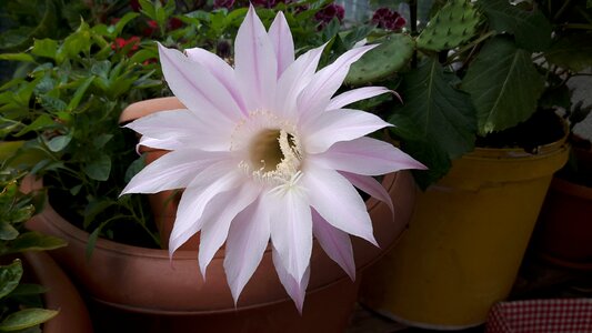 White pink cactus