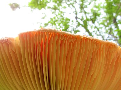Close-up fungus photo
