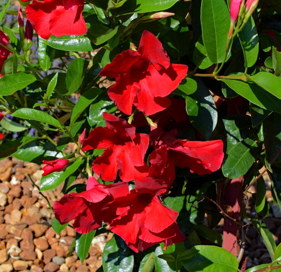 Blossom bloom vine