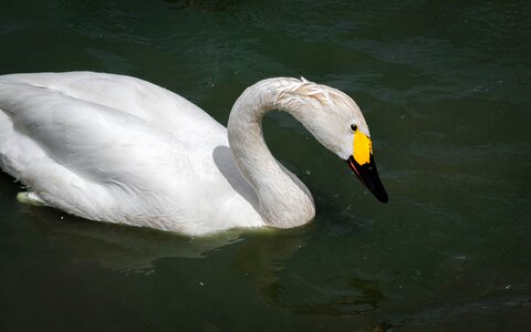Water cygnus wildfowl