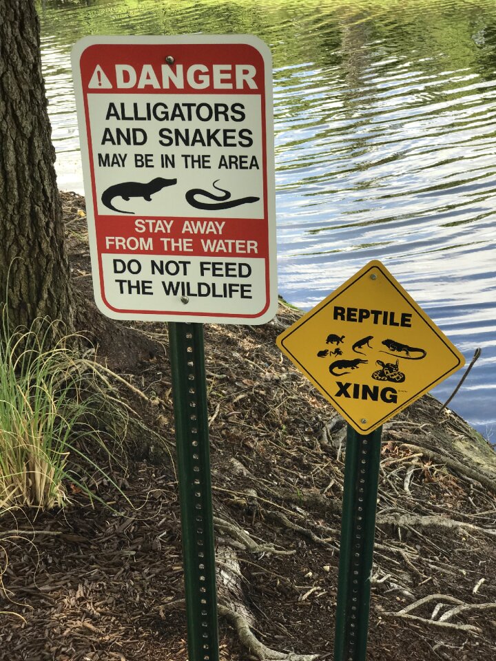 Natural wildlife reptile