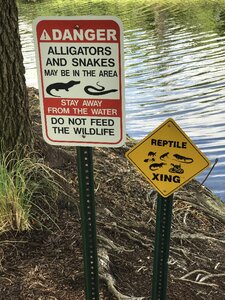 Natural wildlife reptile