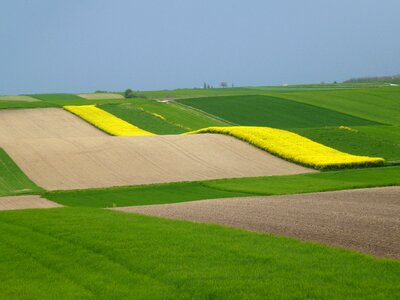 Yellow green meadow photo