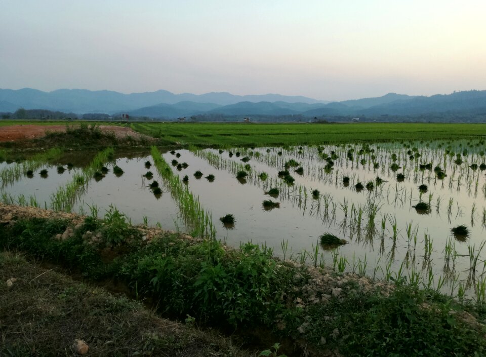 Paddy landscape asia