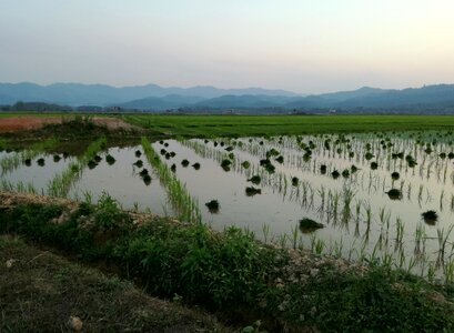 Paddy landscape asia
