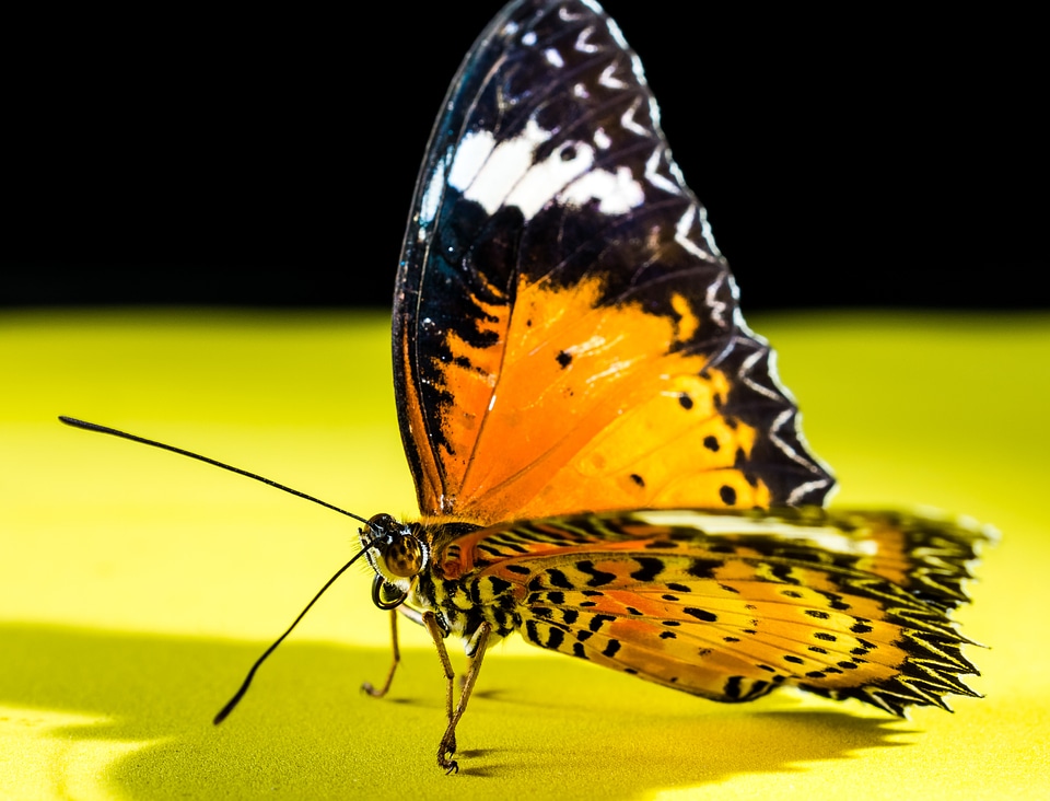 Butterfly insect Free photos