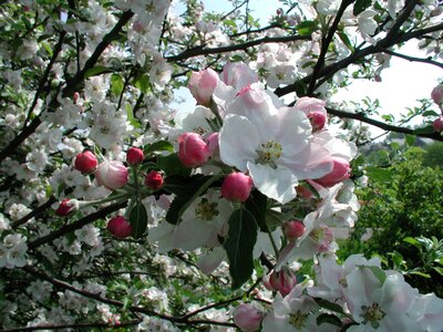 Blossom nature ornamental cherries photo