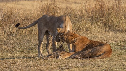 Nature purpose animal