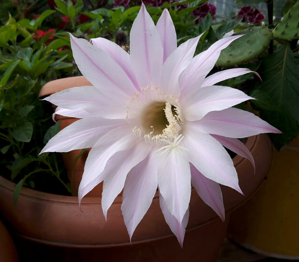 Cactus flower flowerpot