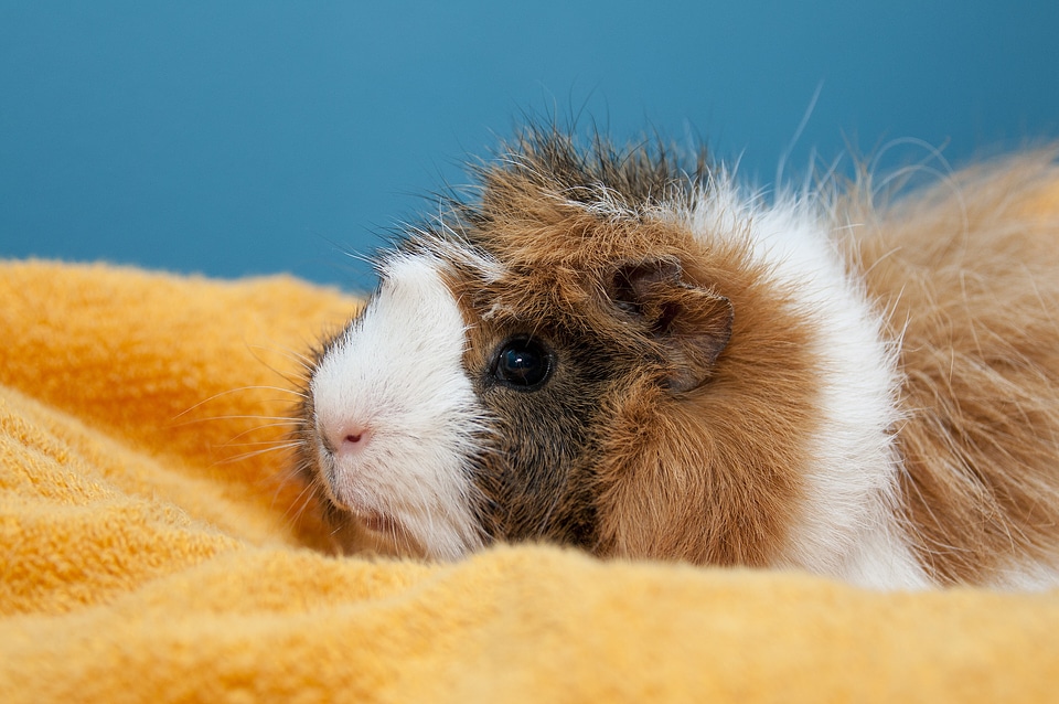 Pet animal domestic