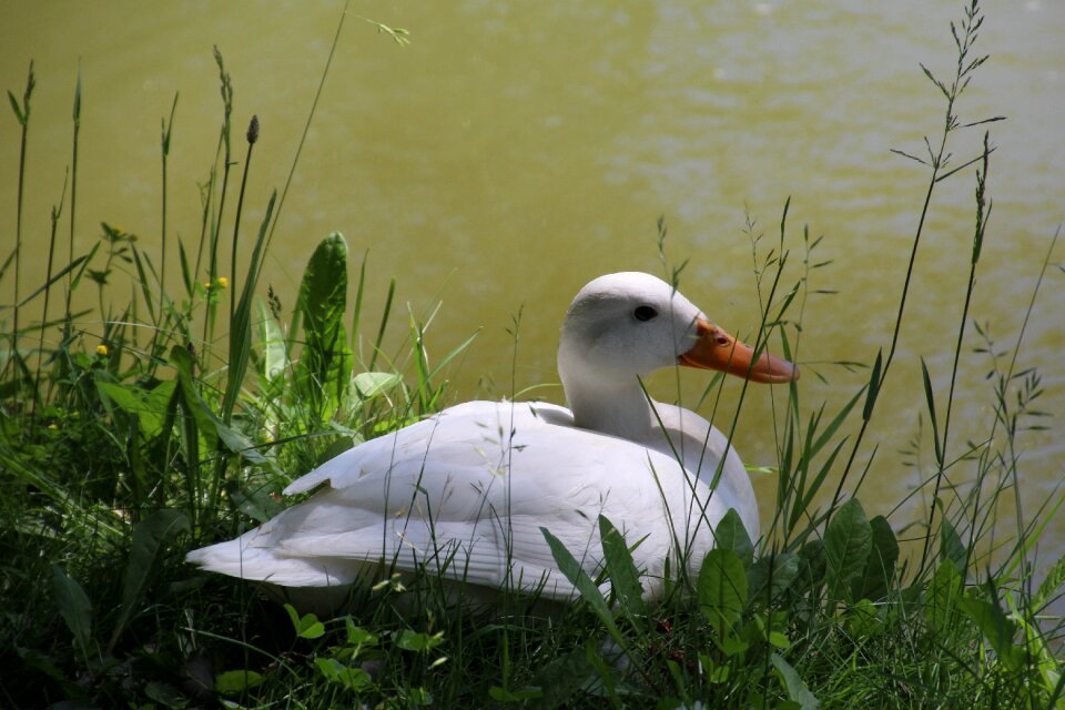White water bird lake