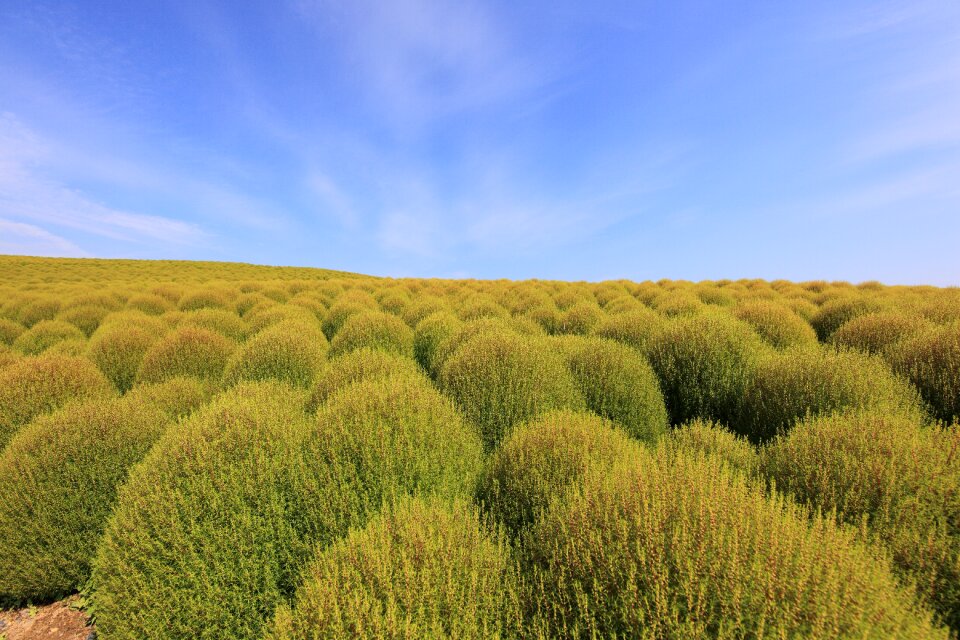 Broom grass grass kochia