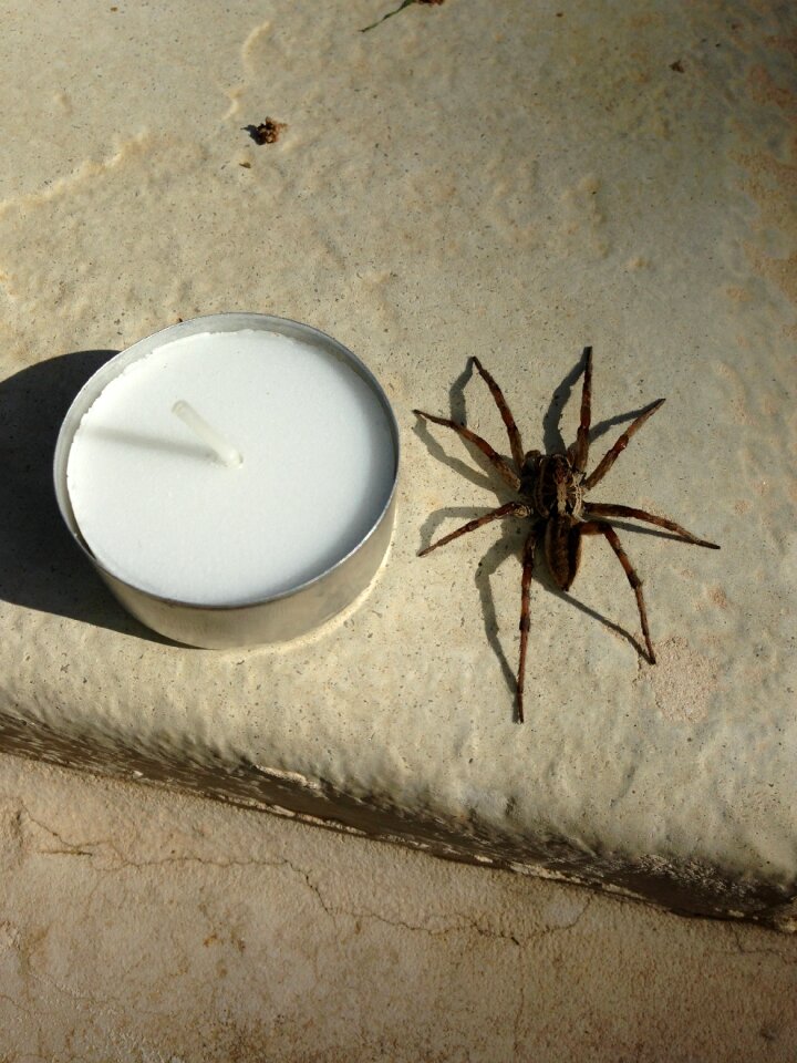 Insecto entomología