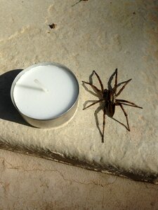 Insecto entomología