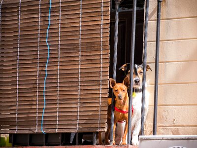 Animal portrait enjoy the sun pet photography