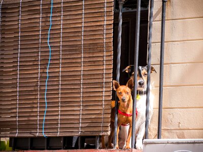 Animal portrait enjoy the sun pet photography photo