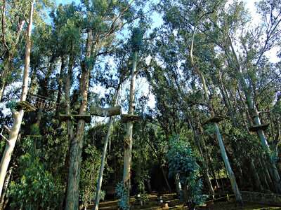 Trunk park forest