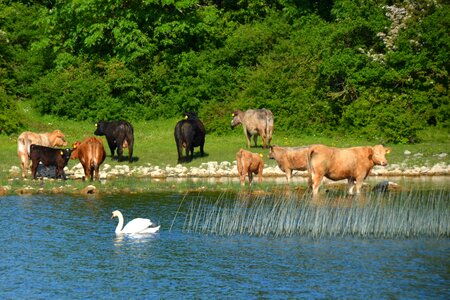 River cow bank