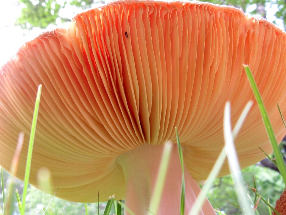 Close-up fungus
