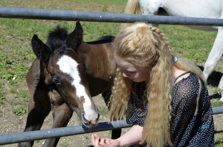 Thoroughbred arabian paddock mare herd