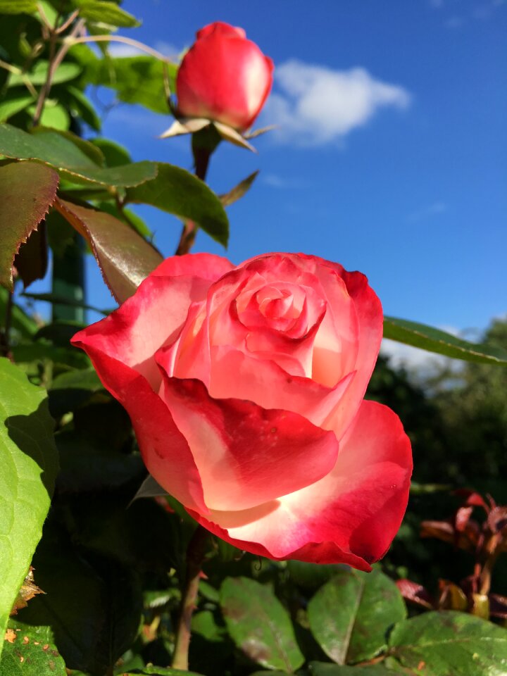 Flower rose bloom nature