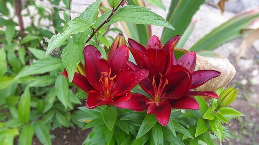 Lily garden flowers